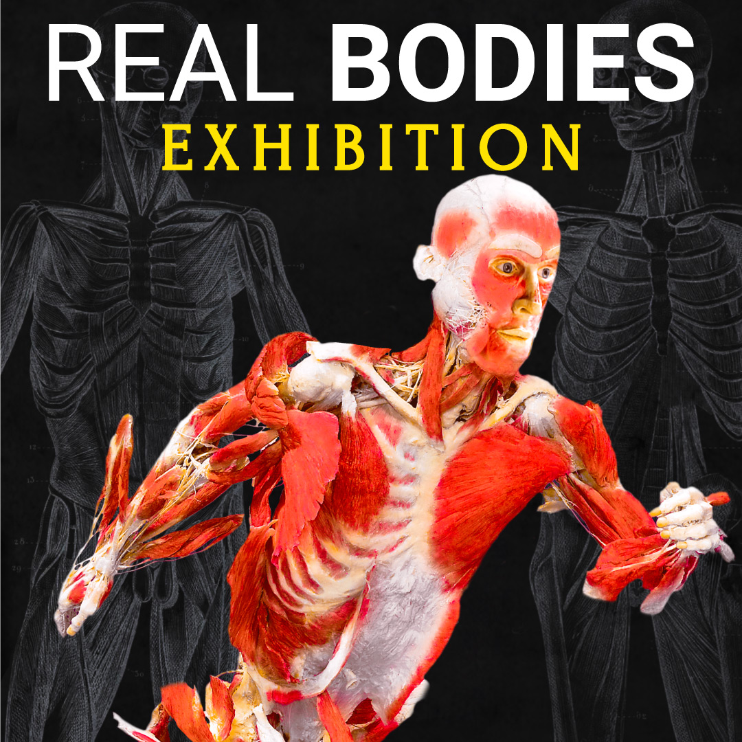 Real Bodies Catania - Italmostre